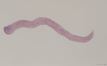 Load image into Gallery viewer, Byw fel Cath (Dod yn Arall) / Living Like a Cat (Becoming Other)