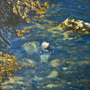Morlo Llwyd / Grey Seal