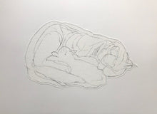 Load image into Gallery viewer, Bocs o Gathod/A Box of Cats - PAG / POA
