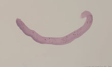 Load image into Gallery viewer, Byw fel Cath (Dod yn Arall) / Living Like a Cat (Becoming Other)

