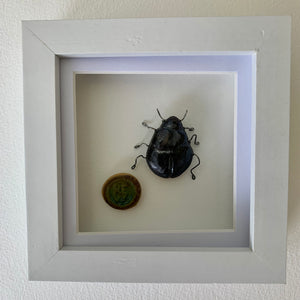 Doug y chwilen dail / Doug the Dung beetle