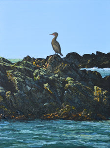 Bilidowcar / Cormorant
