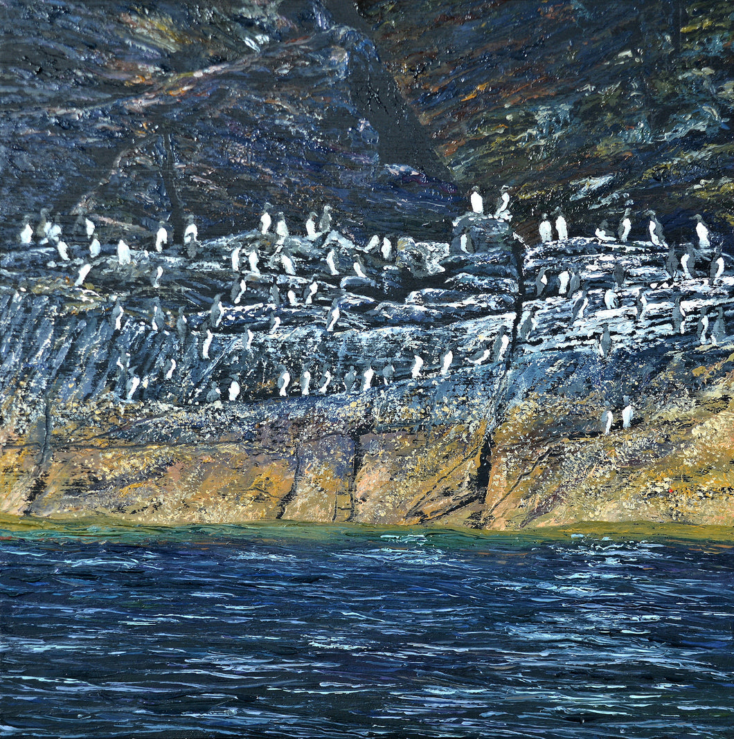 Nythfa Gwylogod / Guillemot