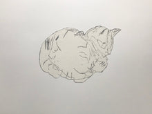 Load image into Gallery viewer, Bocs o Gathod/A Box of Cats - PAG / POA
