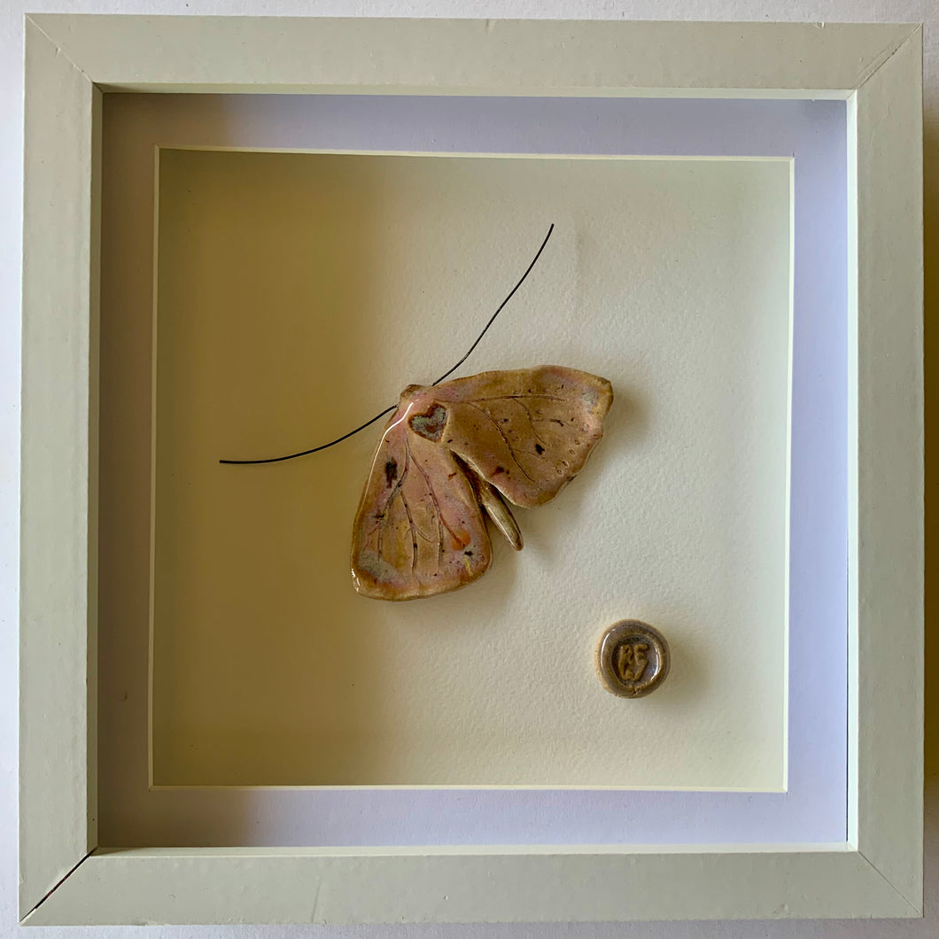 Gwyfyn breuddwydiol arlliw rhosyn / Rose tinted dreaming moth
