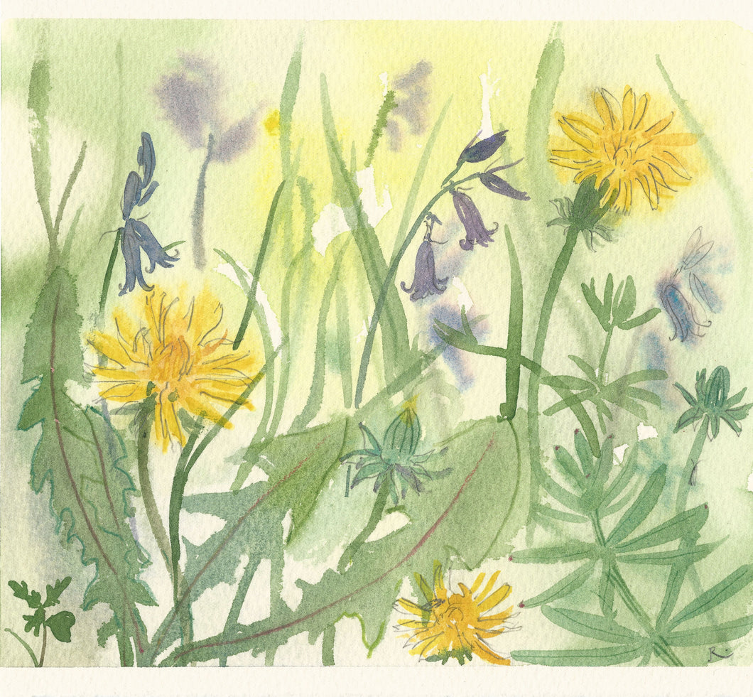 Dant y Llew a Chlychau’r Gog / Dandelions and Bluebells