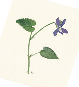 Fioled y Cŵn, Astudiaeth / Dog Violet Study