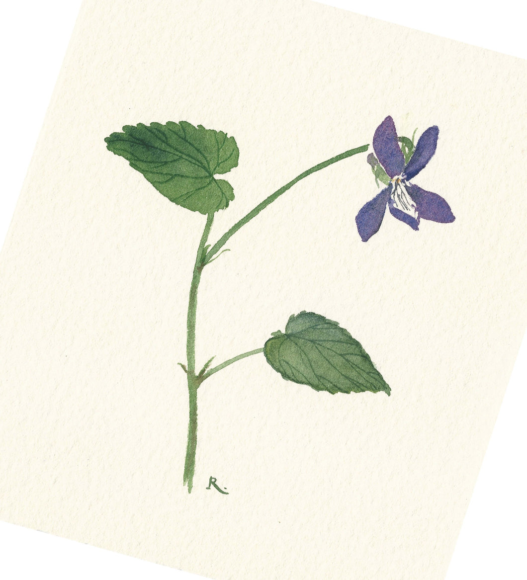 Fioled y Cŵn, Astudiaeth / Dog Violet Study