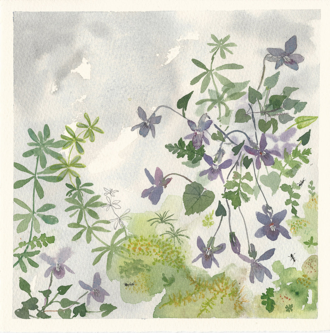 Fioled y Cŵn a Mwsog / Dog Violets and Moss
