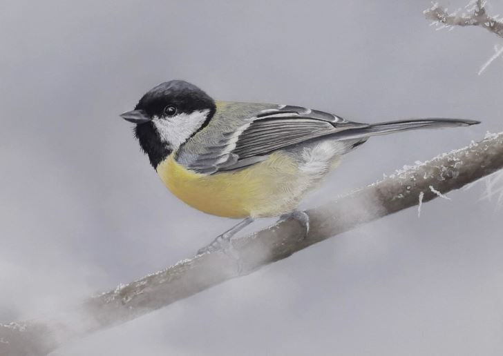 ‘Rwyf fel aderyn, alla i ond hedfan i ffwrdd’ / 'I'm like a bird, I'll only fly away' (Titw Mawr / Great Tit)