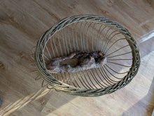Load image into Gallery viewer, Lle i’r haul guddio (rhisgl) / A place for the sun to hide (bark)
