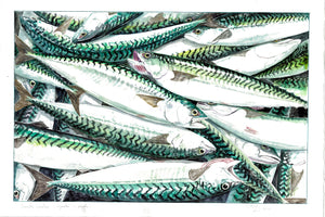 Scomber Scombrus / Macrell / Atlantic Mackerel 2020