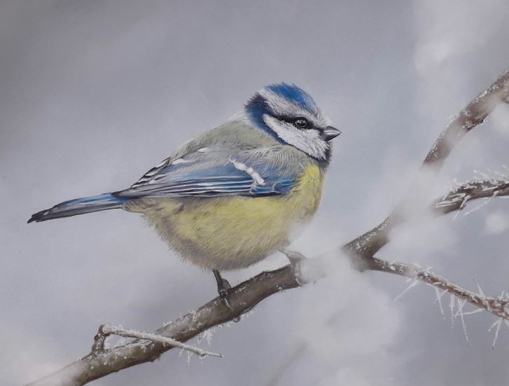 ‘O Mr Titw Tomos Las, ‘rwyt yn eistedd yn selog’ / 'Oh Mr Blue Tit, how sweetly you sit'