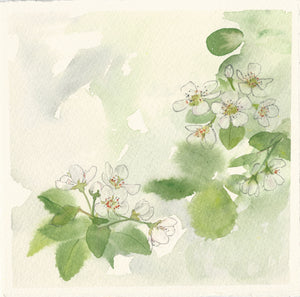 Blodau Coed Gellyg / Perry Pear Blossom