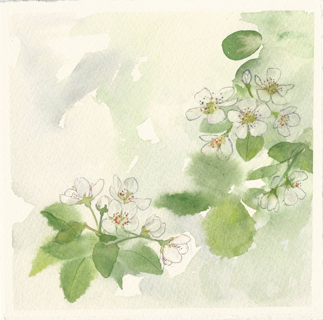 Blodau Coed Gellyg / Perry Pear Blossom