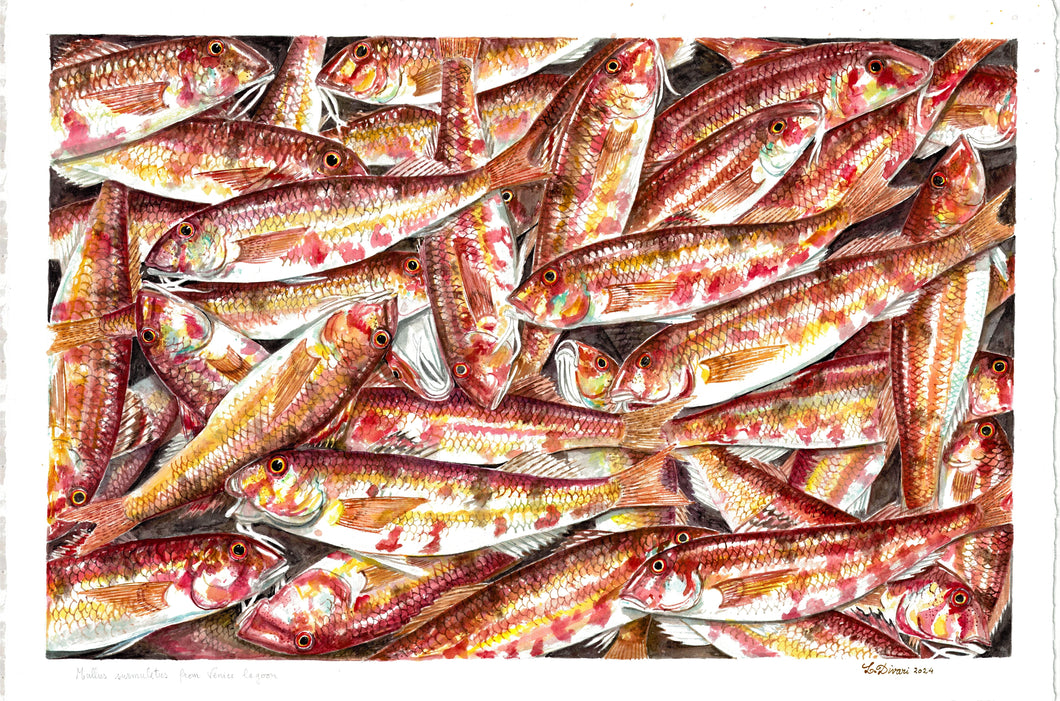 Mullus Surmulteus / Mingrwn / Striped Red Mullet 2024