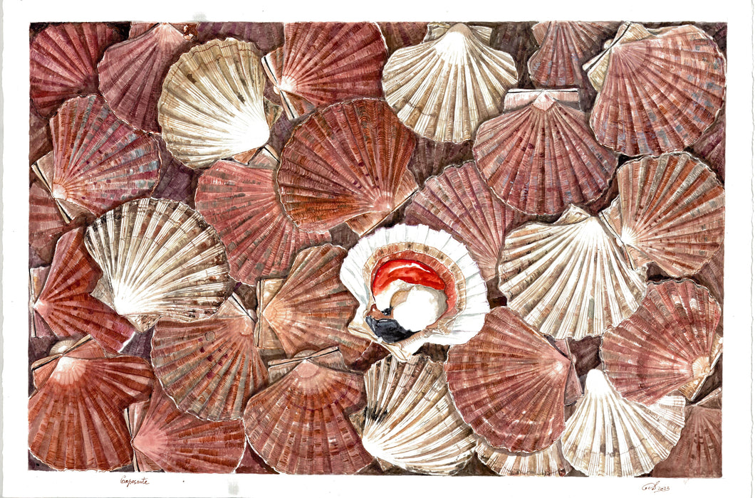 Pecten Jacobaeus / Cragen Fylchog / Mediterranean Scallop 2023