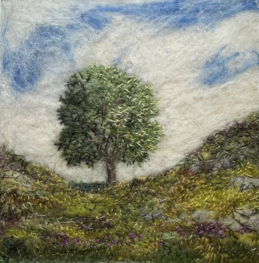 Sycamorwydden / Sycamore