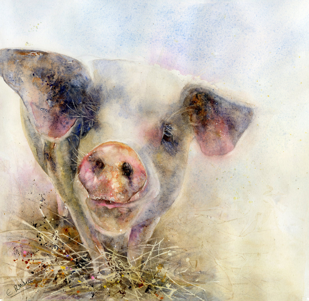 Y Mochyn Bach Hwn / This Little Piggy