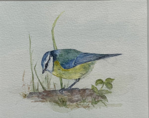 Titw, 1976 / Blue Tit, 1976 DAW / NFS