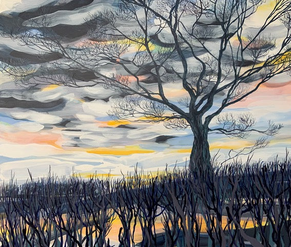 Ffawydd Gaeaf  / Winter Beech