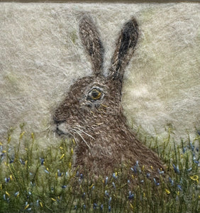 Ysgyfarnog / Hare